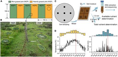 Response of soil microbial compositional and functional heterogeneity to grazing exclusion in alpine shrub and meadows in the Qinghai–Tibet Plateau